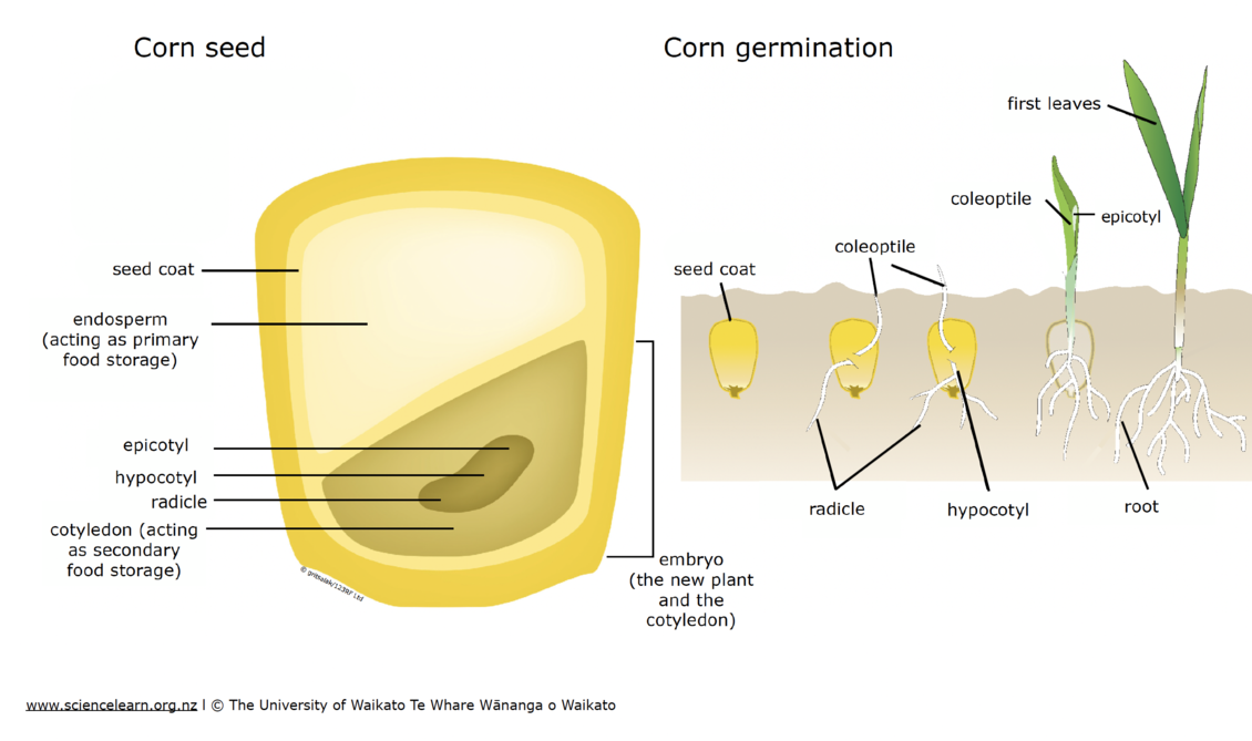 Diagram showing the germination of a monocotyledon,