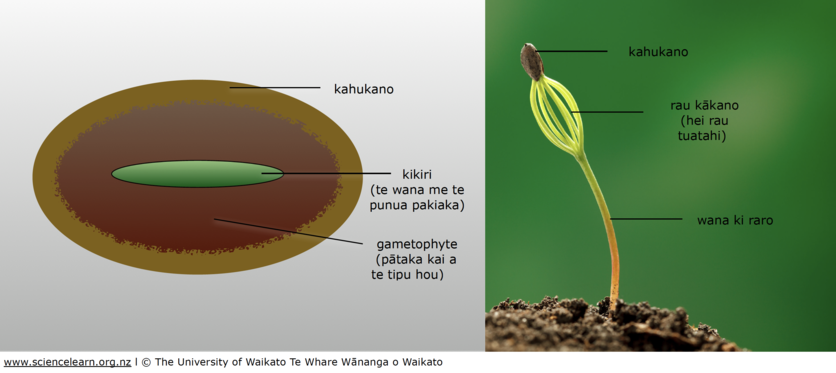 Seed & seedling of a conifer labeled illustration in te re Māori