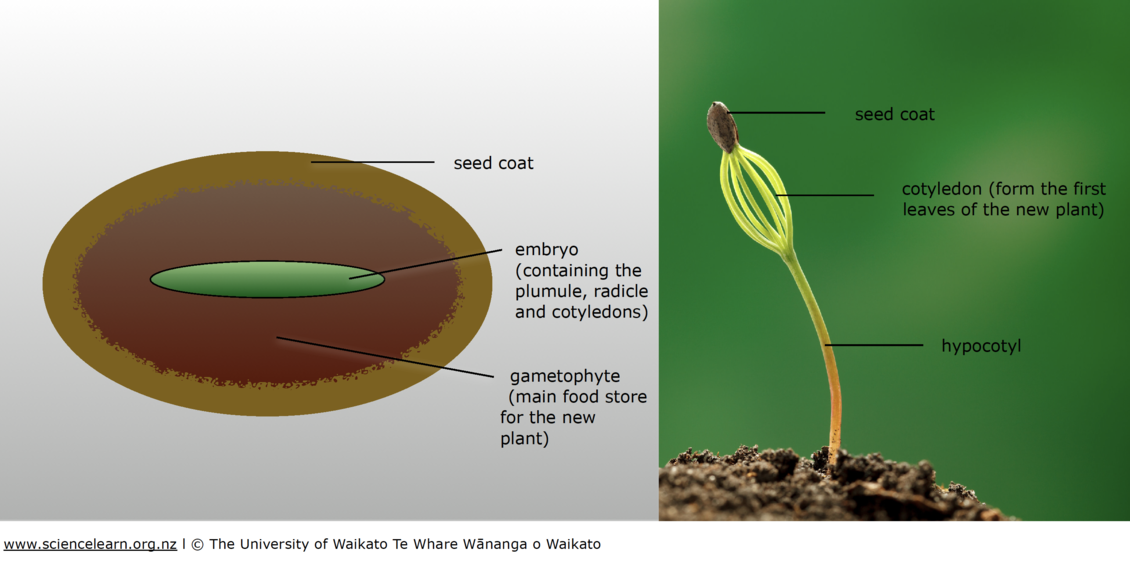 The seed and seedling of a conifer labeled illustration.