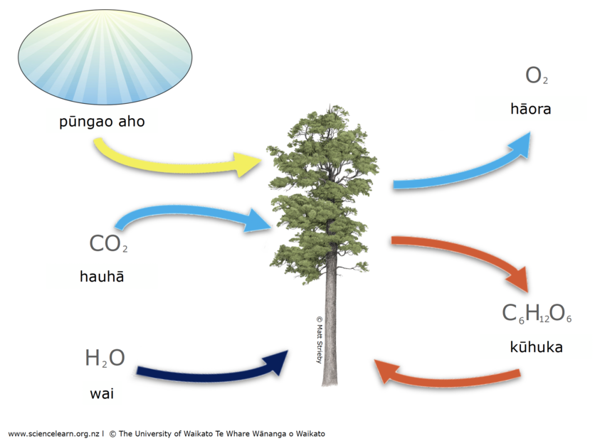 This diagram shows kahikatea as an example or Photosynthesis. 