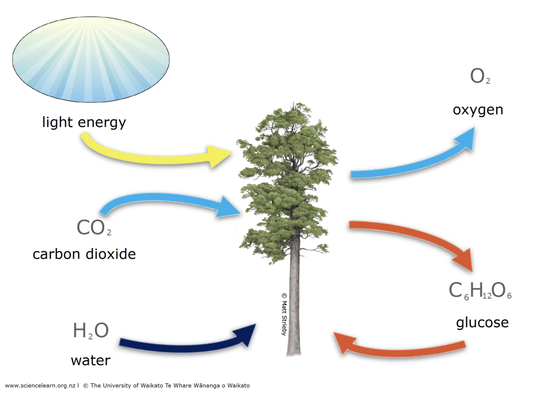 This diagram shows kahikatea as an example or Photosynthesis. 