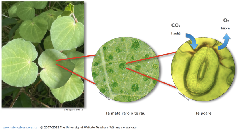 Diagram of Carbon dioxide entering the leaf and oxygen exiting