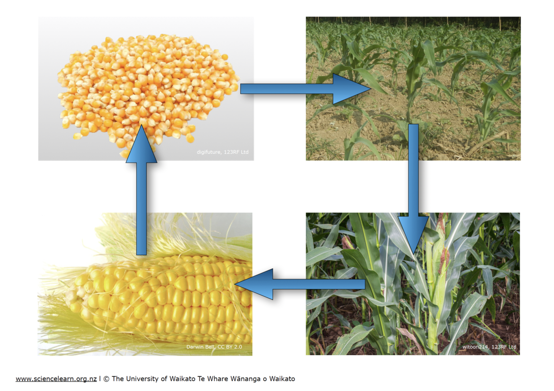 Diagram: Photosynthesis, starch and plant life cycle using corn