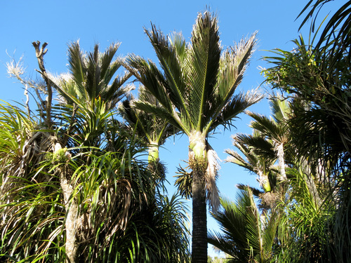 Nikau Palm (Rhopalostylis sapida).