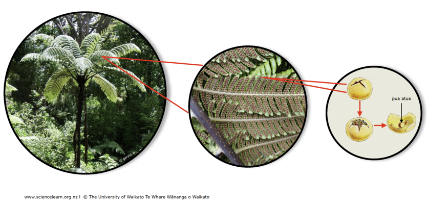Tree ferns use spores to colonise sites.