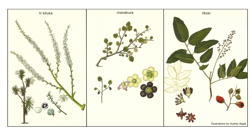 Botanical illustrations of tī kōuka, manakura & tītoki.