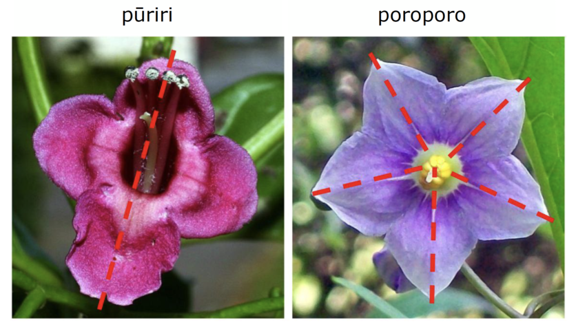Examples of axes of symmetry in pūriri & poroporo flowers.