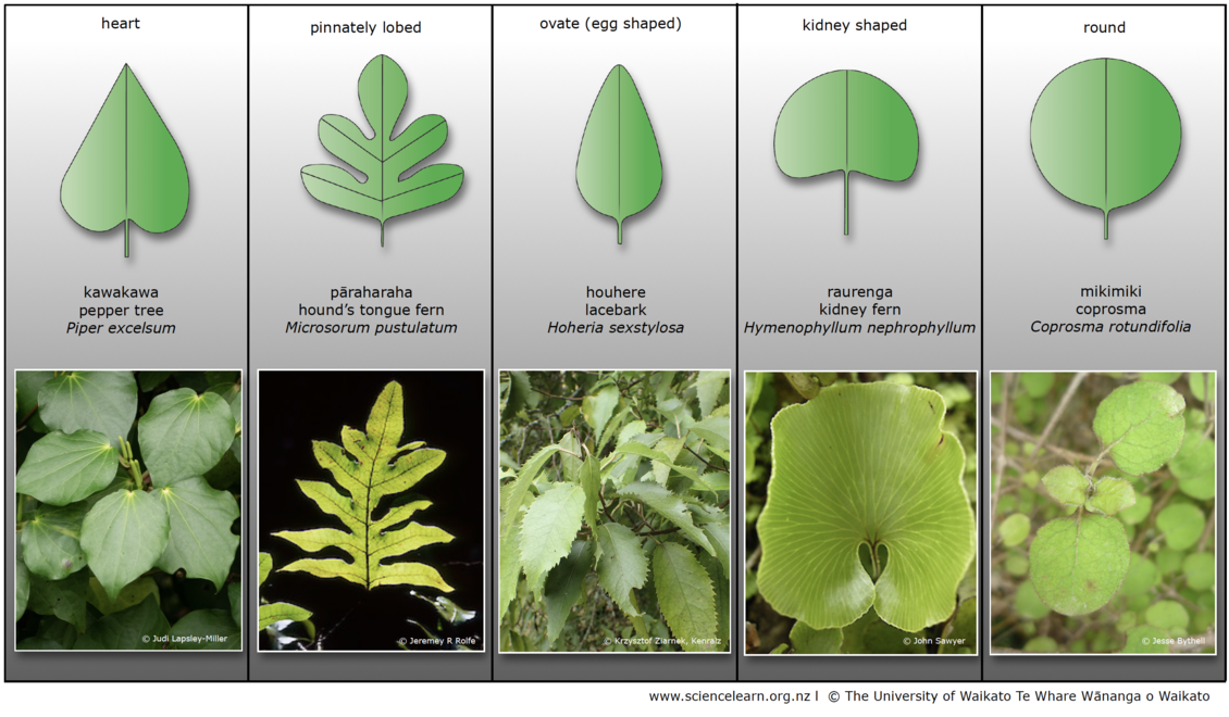 Table showing examples of different leaf shapes of NZ plants.