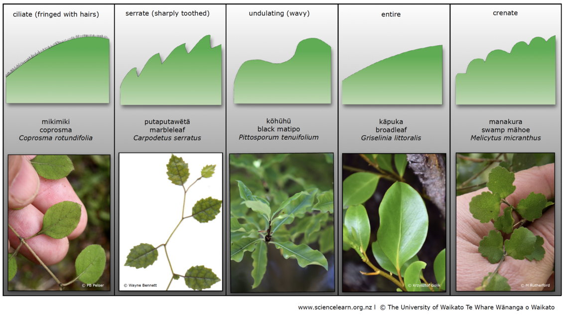 Table showing examples of patterns and shapes of leaf margins.