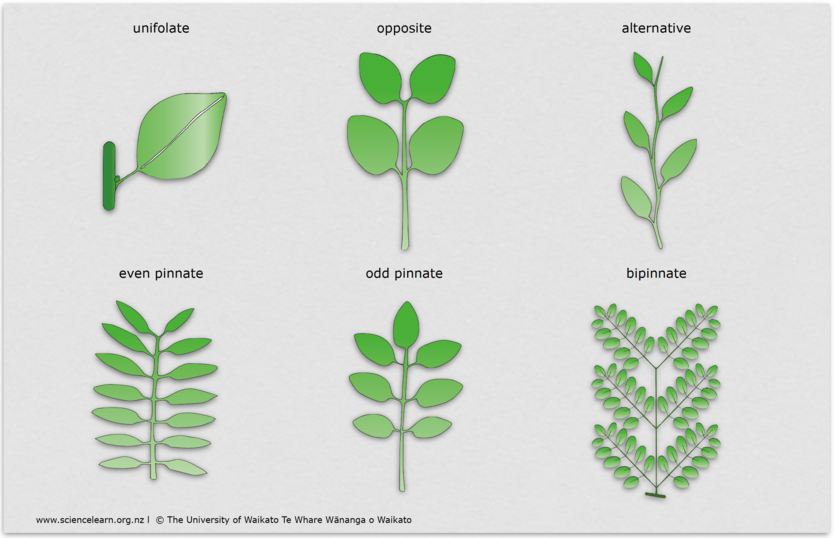 T able showing examples of different kinds of leaf arrangements.