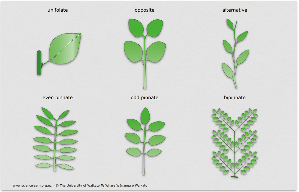 Table showing examples of different kinds of leaf arrangements.