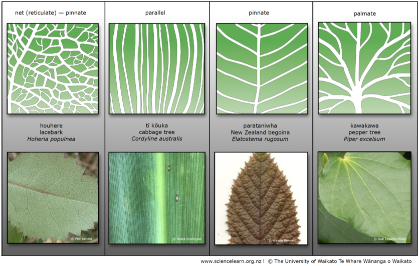 Table showing examples of different leaf venation patterns. 
