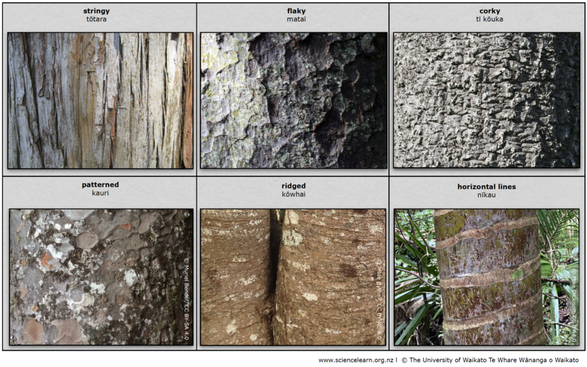 Table showing examples of the bark textures.