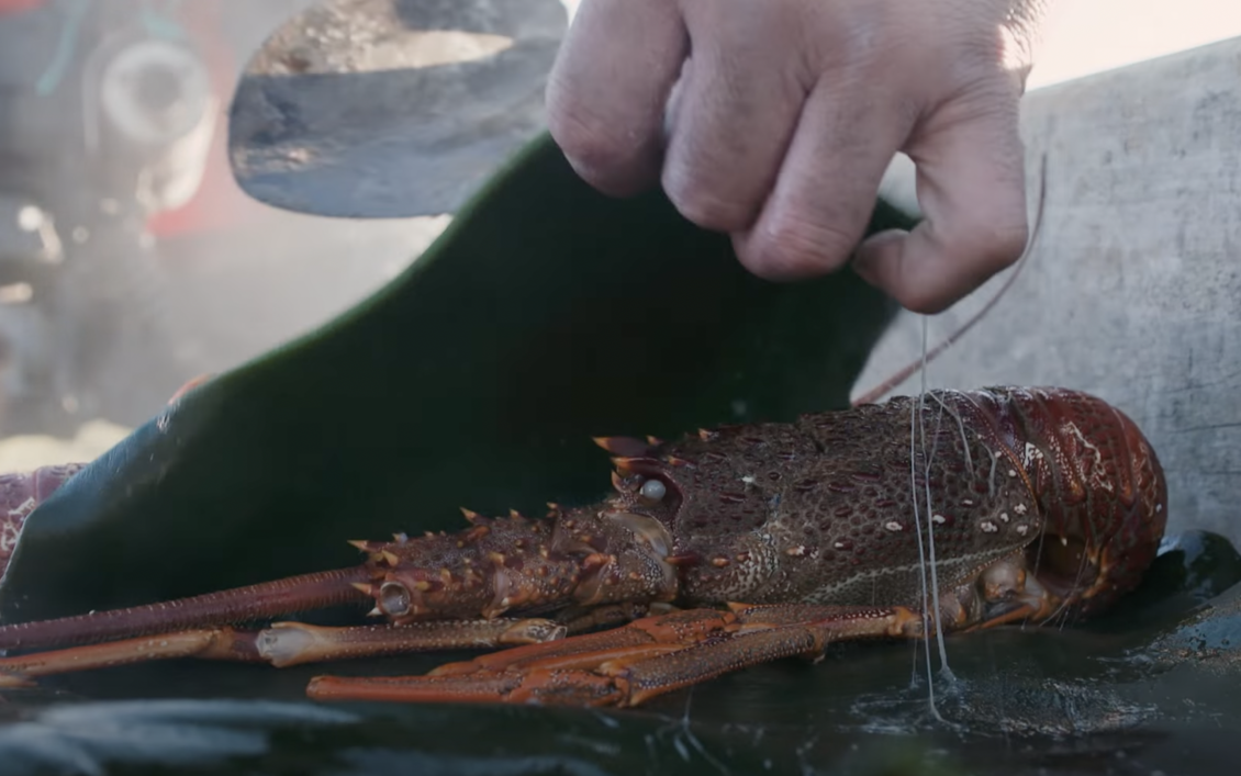 Matapara, pawharu or kōura papatea (rock lobster) 