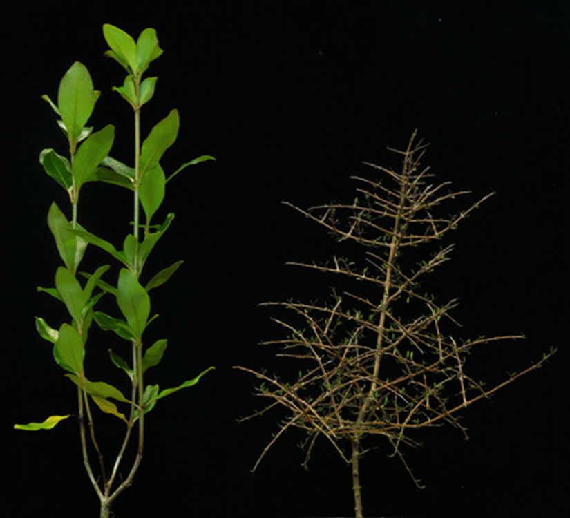 Coprosma robusta or karamū (L) & C. propinqua or mingimingi (R)