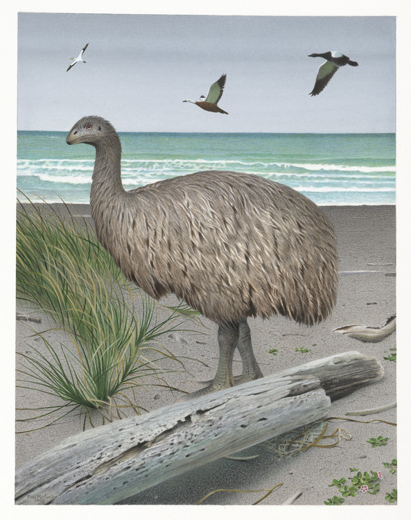 A painting of an eastern moa.