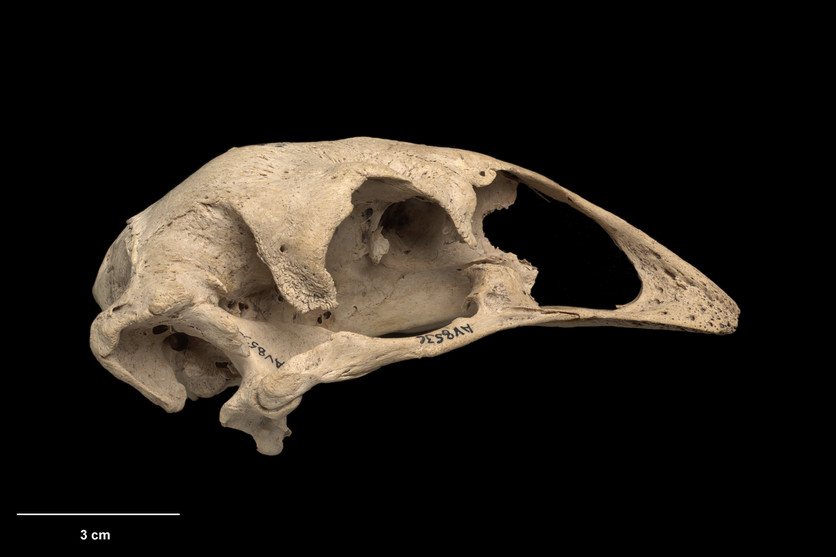 Skull of an eastern moa.