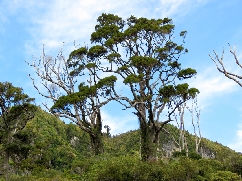 Rimu forest at Punakaiki, West Coast, New Zealand. 