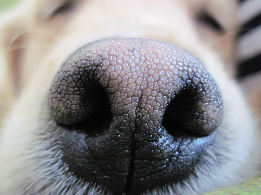Close up of a dog's nose. 
