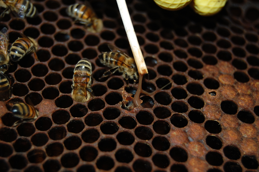 Paenibacillus larvae in a beehive. 