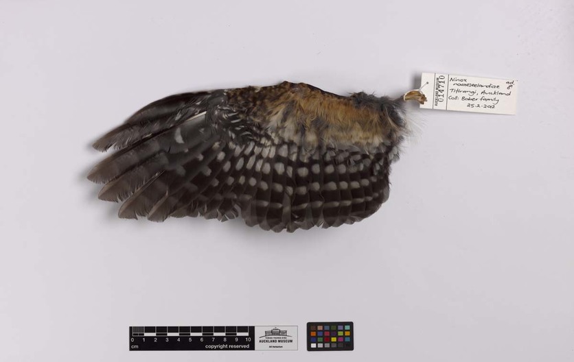 A ruru (Ninox novae-zelandiae) wing specimen.