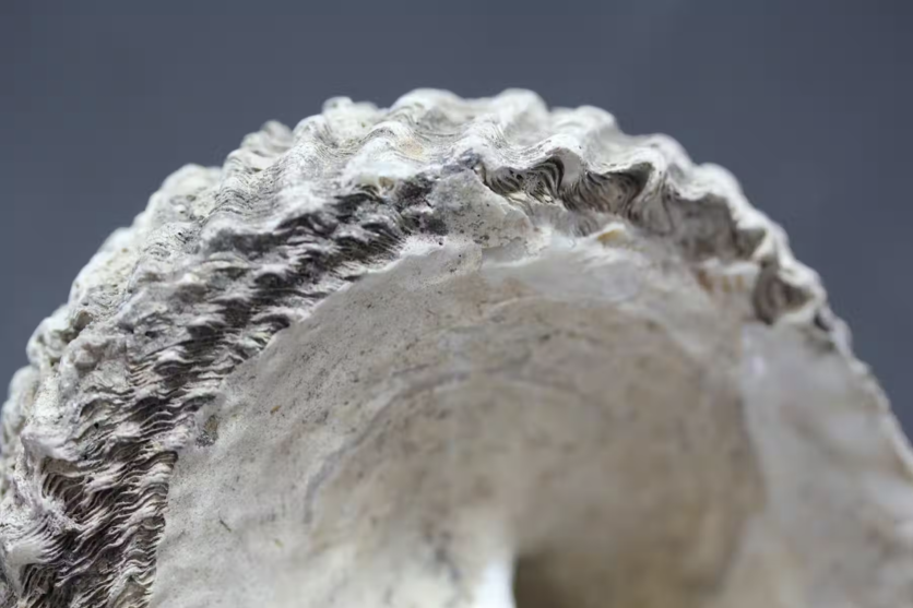 Close up photo of a Toitoi (Cookia sulcata) shell.