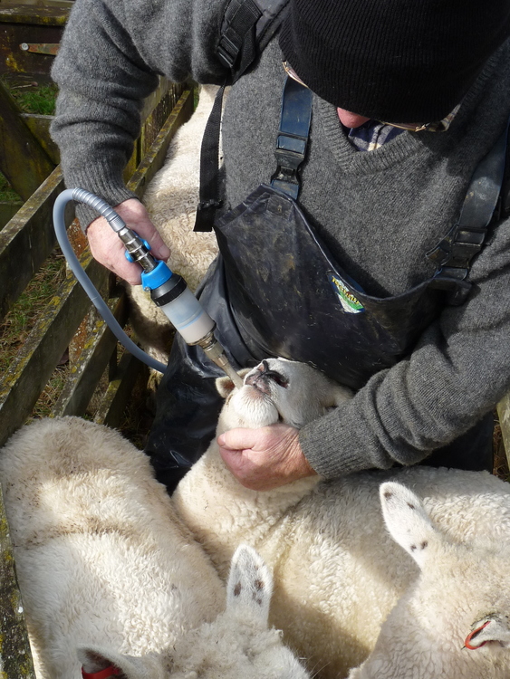 Drenching sheep against facial eczema