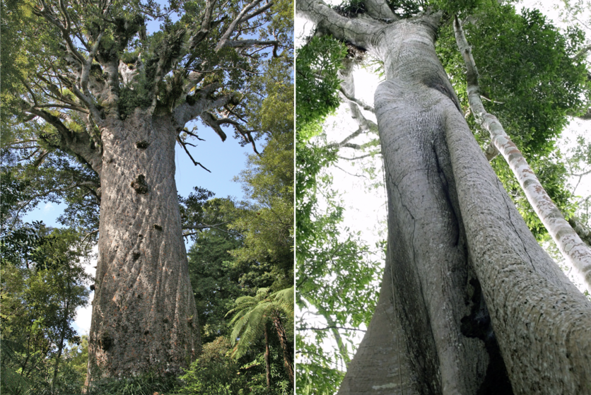 Tāne Mahuta oldest living kauri tree. Majestic samaúma tree 70 m
