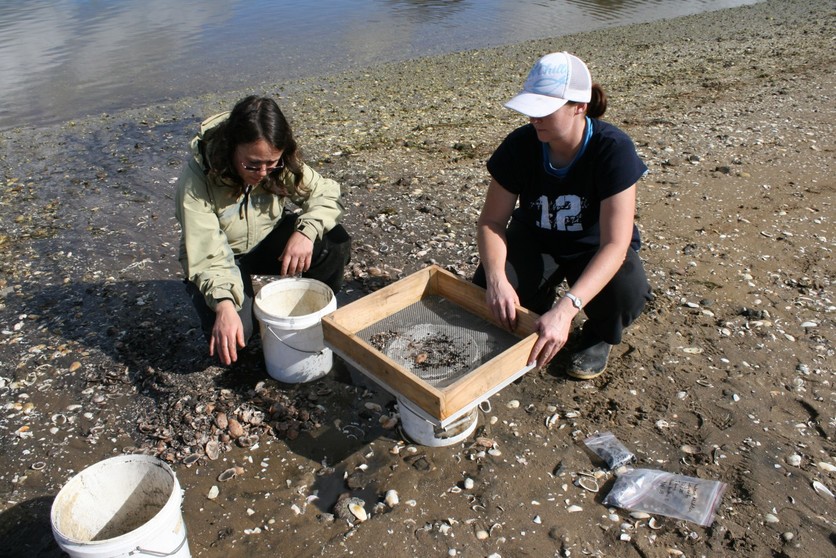 Two scientists sampling shell and charcoal at Māori midden.