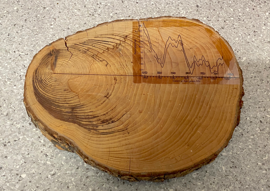 Growth rings on a tree cross section used for dendrochronology.