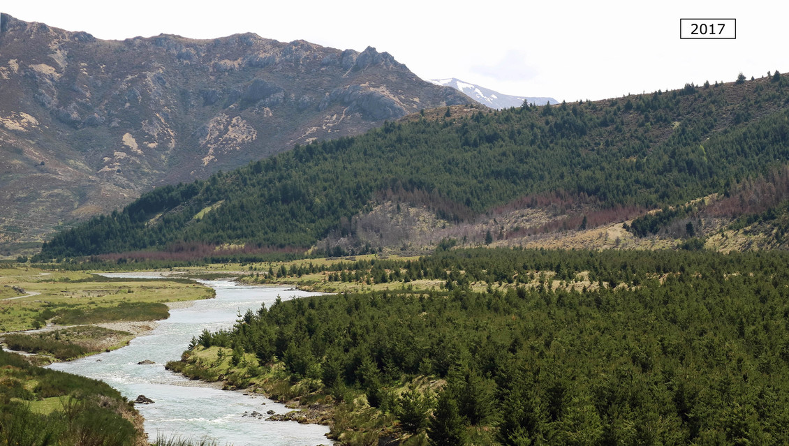 Rapid spread of wilding conifer over time