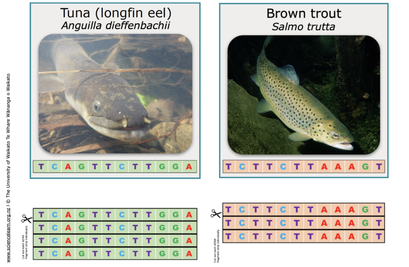 Tuna (eel) and trout with a simulated DNA sequence of species