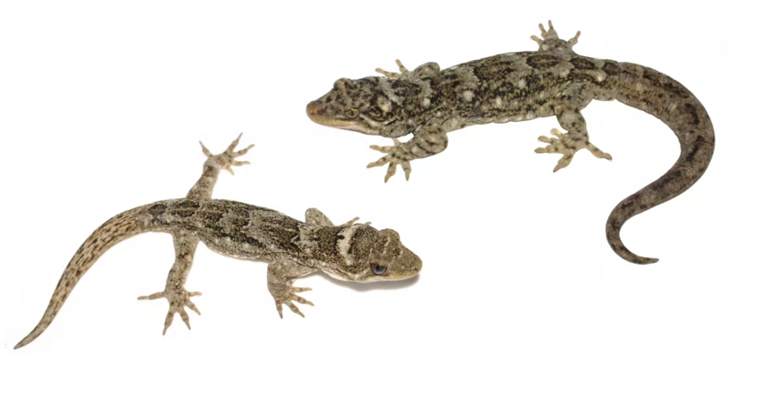 Te mokomoko a Tohu (left) and Duvaucel’s gecko (right)