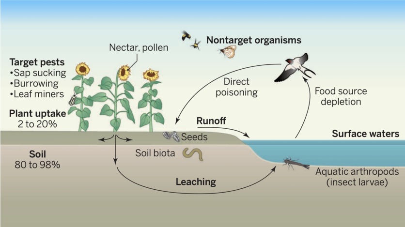 Diagram of pathways of neonicotinoids in the environment.