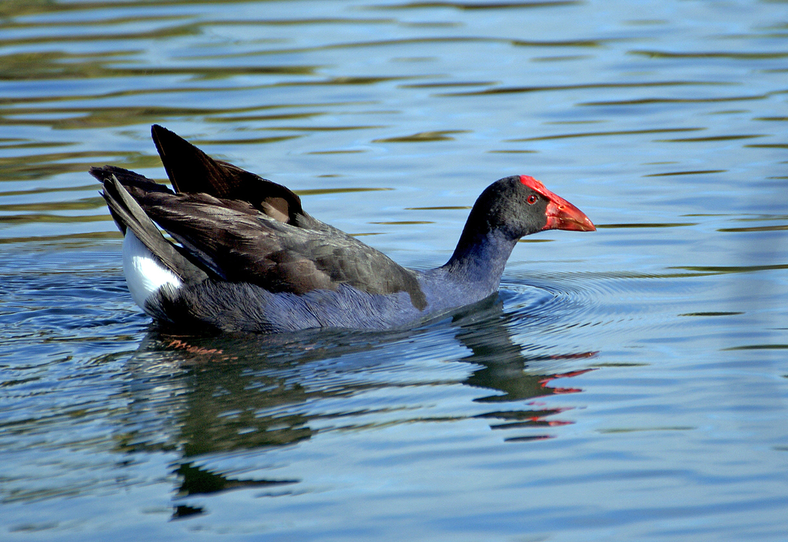 New Zealand native bird, the pūkeko, swimming in a lake.