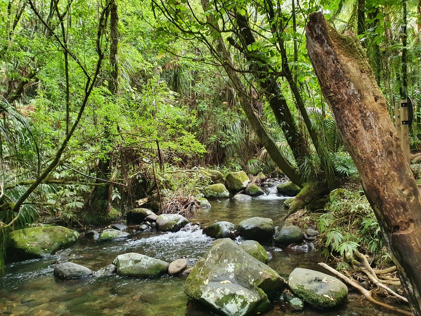 Stream in the Pirongia Forest Park, New Zealand.
