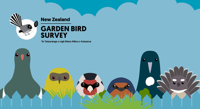 six cartoon bird faces and NZ Garden Bird Survey logo