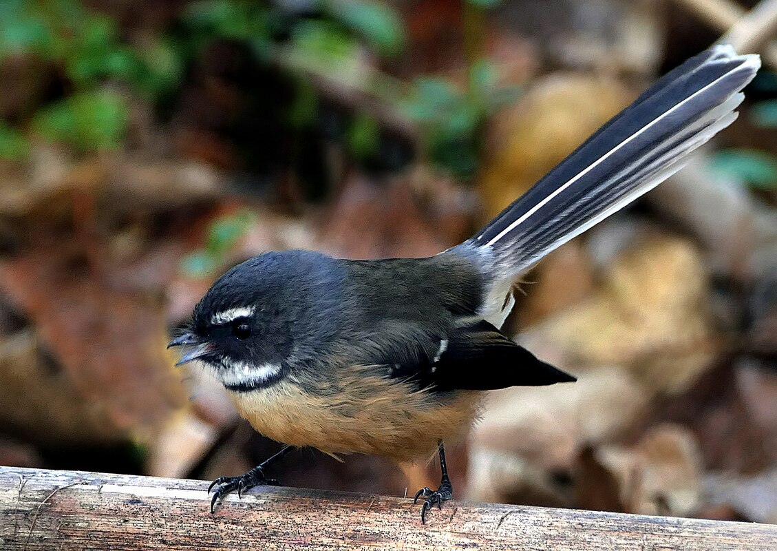 Small bird: black legs and beak and distinctive white marking