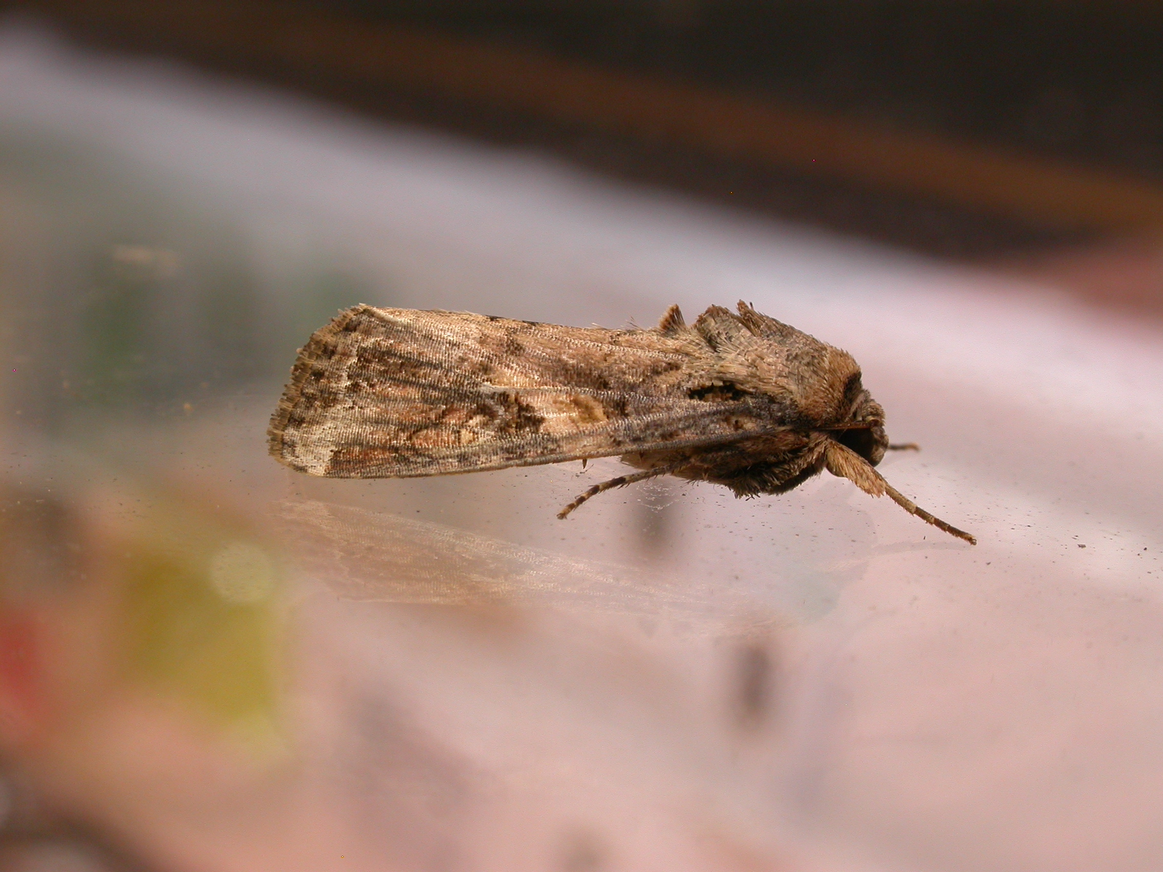 Fall armyworm larvae and moth — Science Learning Hub