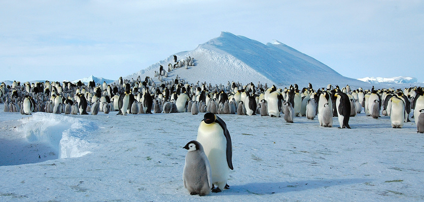 Emperor penguin colony, Snow Hill Island, Antarctic Peninsula.