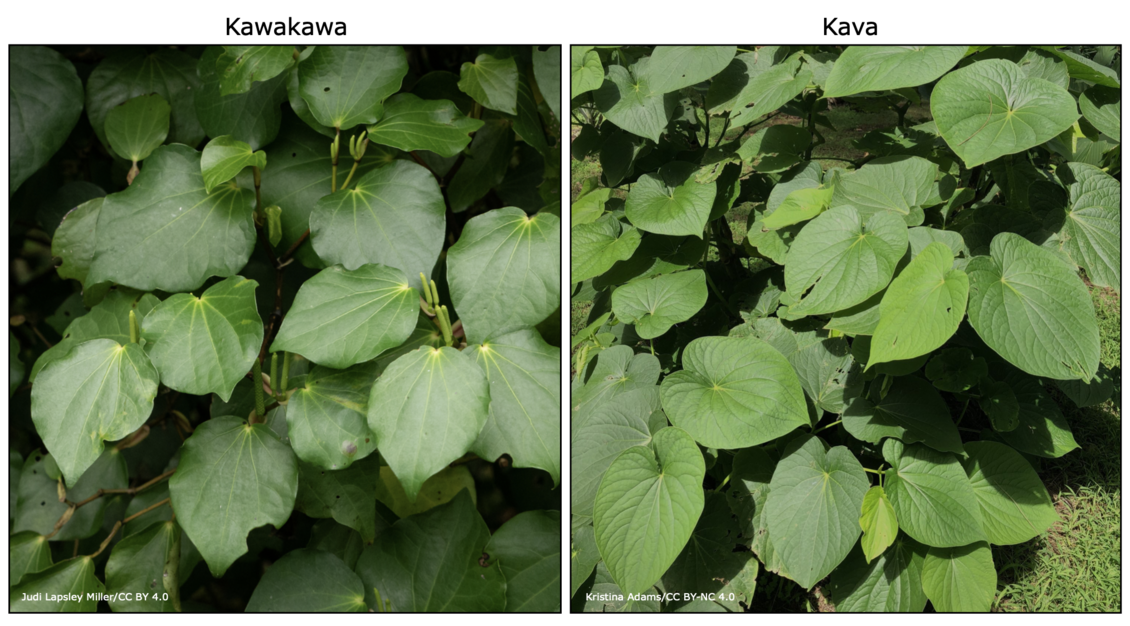 Similarities in appearance between kawakawa and kava plants.