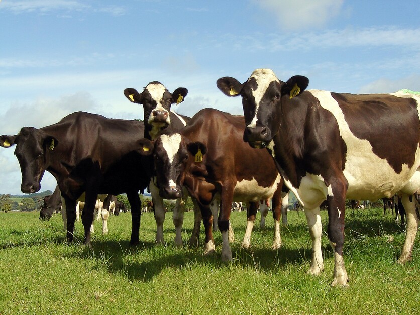 Four cows standing in a grass paddock.