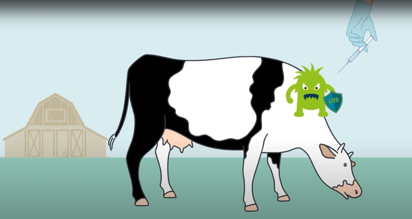 Cow showing how antimicrobial resistance develops cartoon