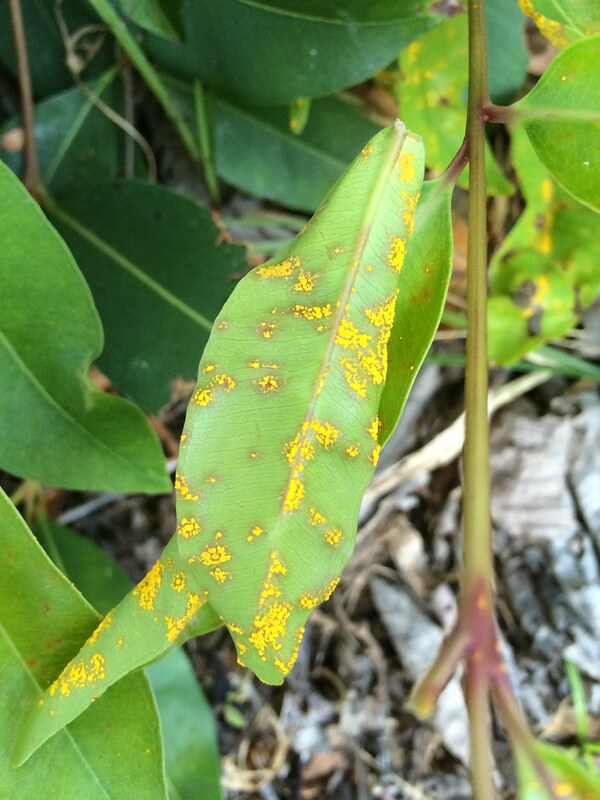 Green leaf with spots of yellow powder.