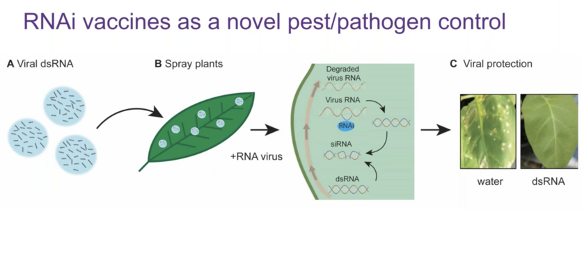 Vaccine spray results in no spots on dsRNA treated leaf.