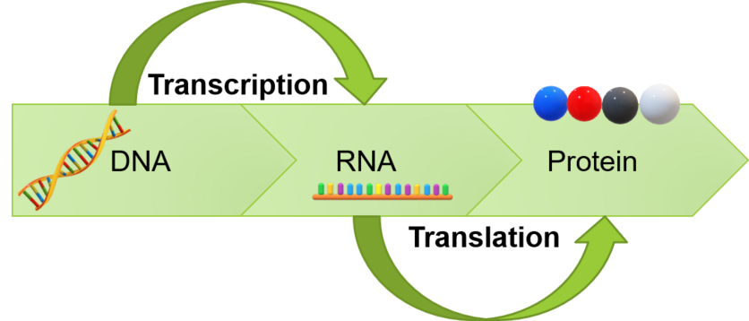 Diagram with arrows showing the 2 stages of protein creation.