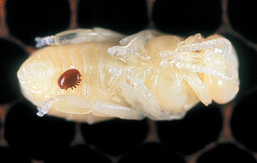 Brown Varroa mite on a white bee pupa (a developing honey bee)