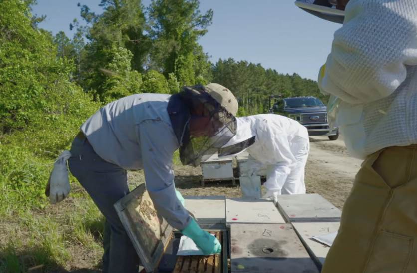 Beekeepers placing pouches of sugar syrup in beehives.