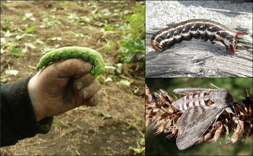 Āwheto moth (Agrius convolvuli) and caterpillars