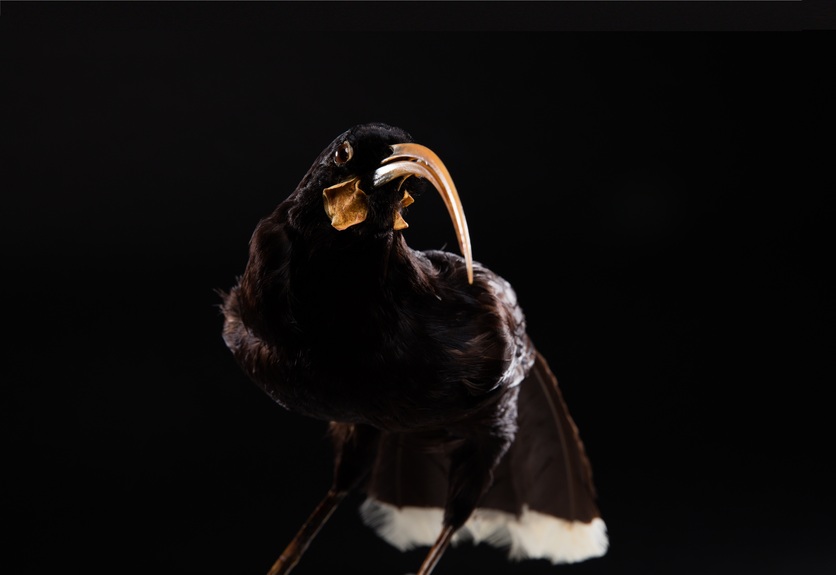 A recreation of the extinct huia bird.